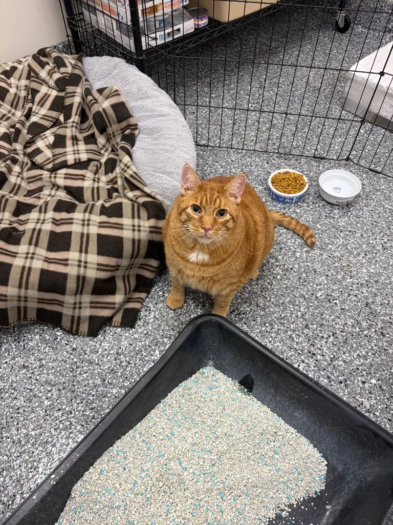 Two Ton Tony - Photo 1