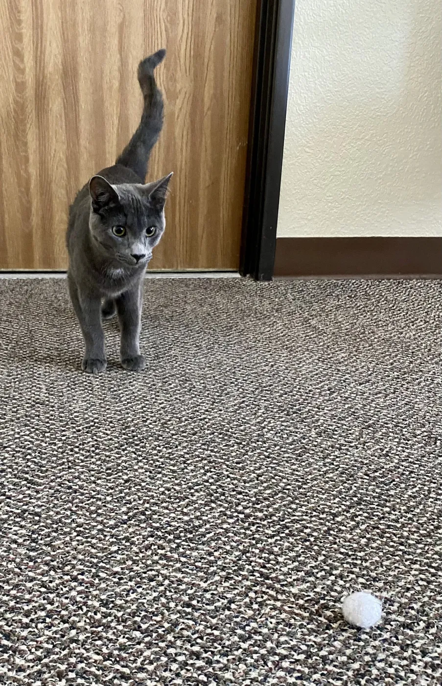 Peter Rabbit - Photo 1