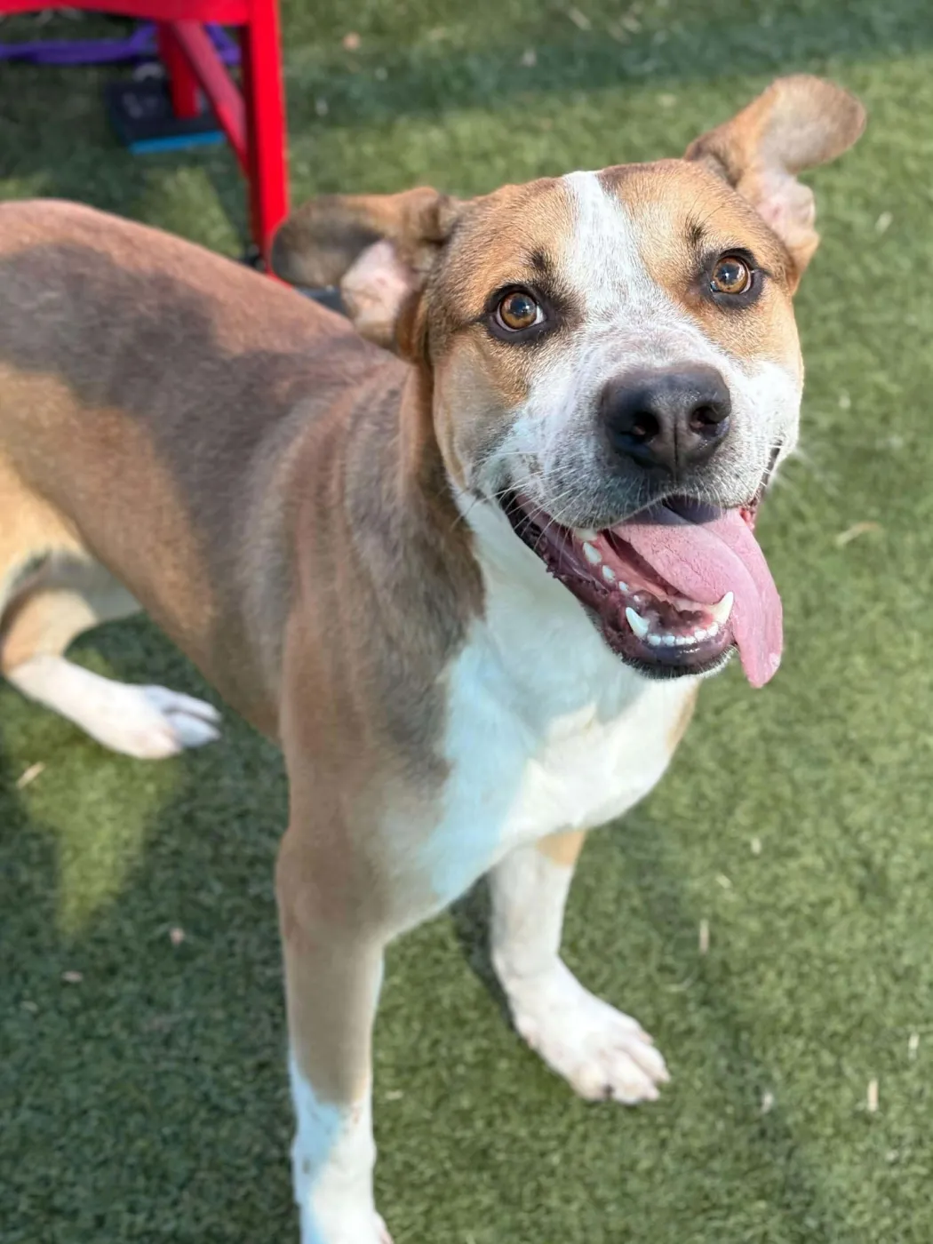 Candy Corn - Photo 1