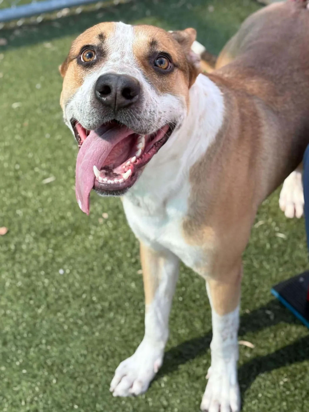 Candy Corn - Photo 2