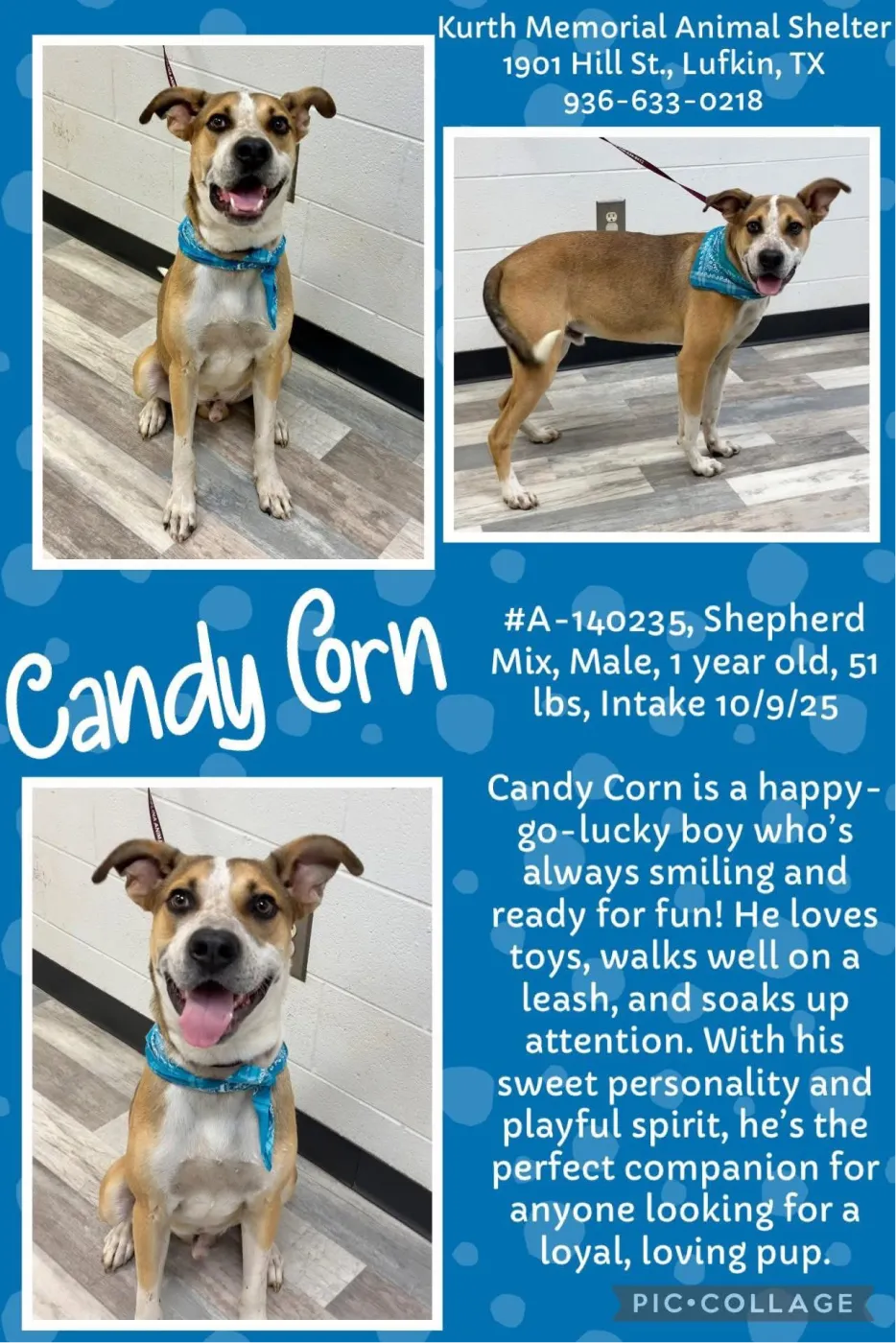 Candy Corn - Photo 3