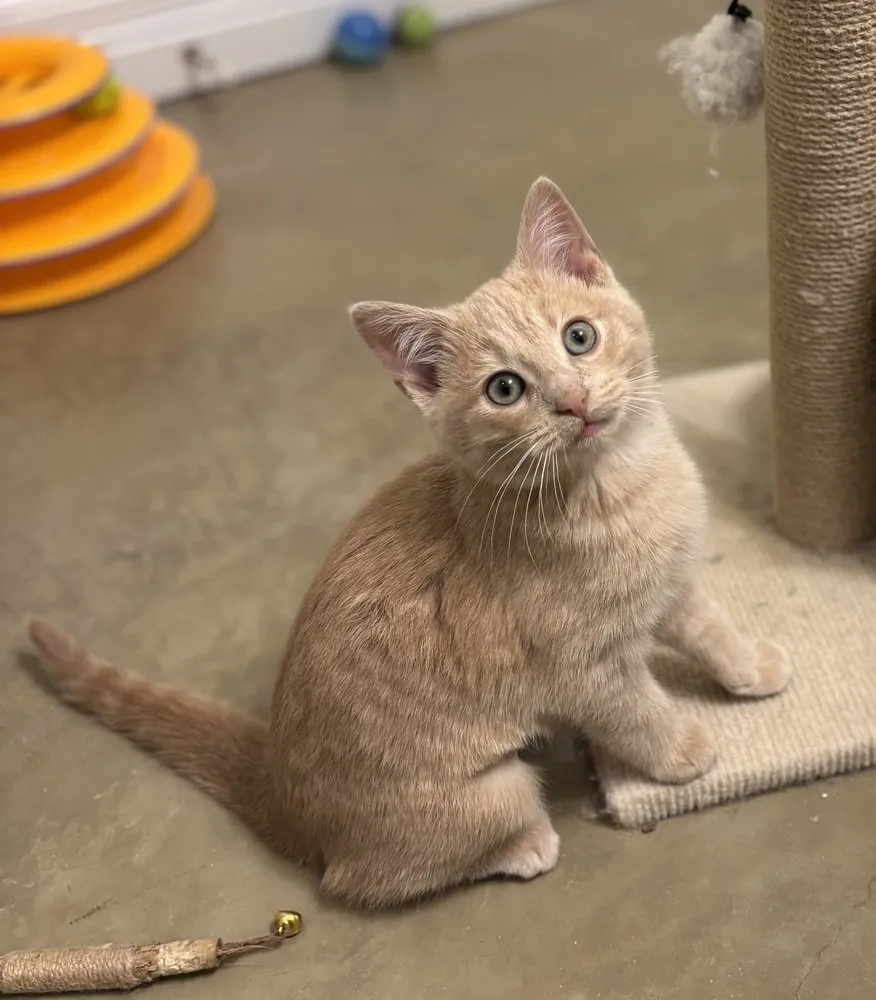 Butter Bean - Photo 1