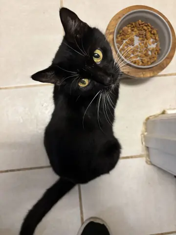 Whiskers thumbnail 2