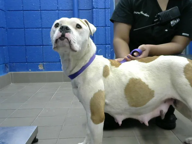 Sweet Heart - Photo 1