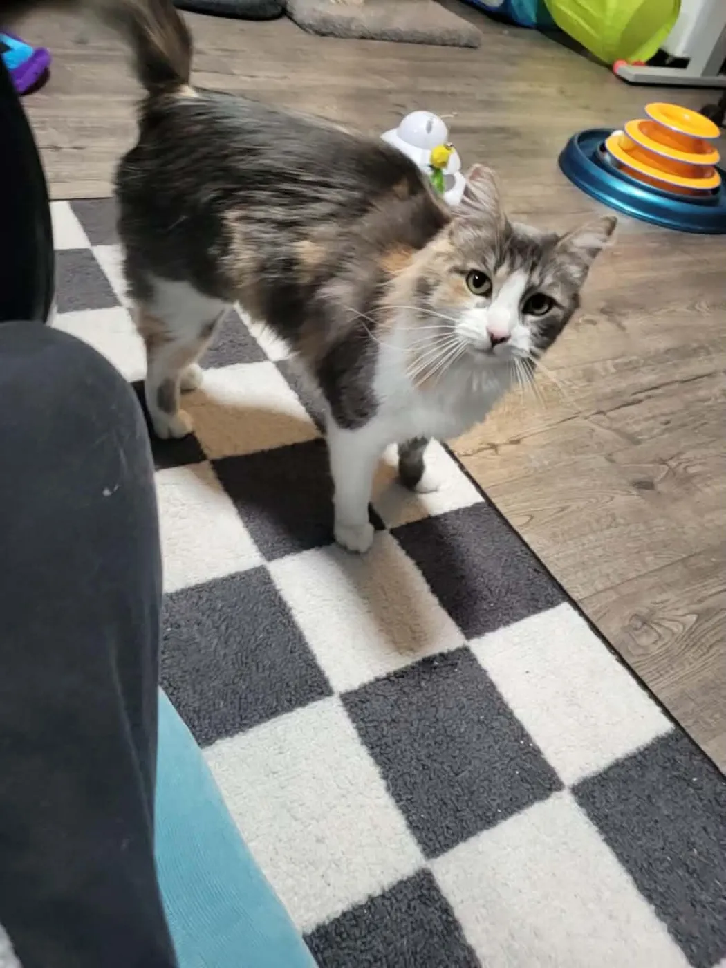 Gal Friday - Photo 1