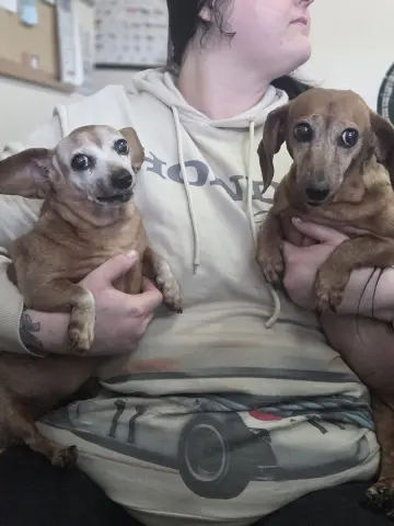 Dachshund Senior Sisters
