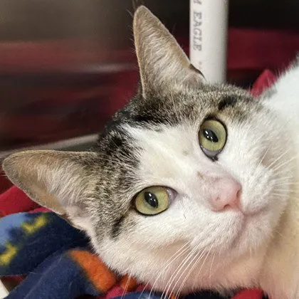 Snickerdoodle - Photo 1