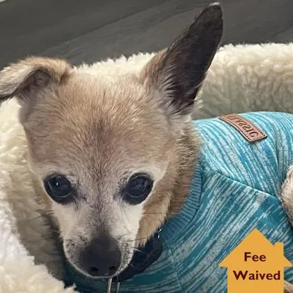 Peanut Brittle - Photo 1