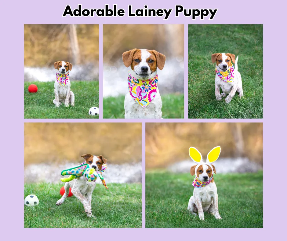 Lainey Pup - Photo 1