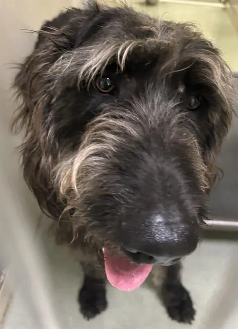 Stan Laurel - Photo 1