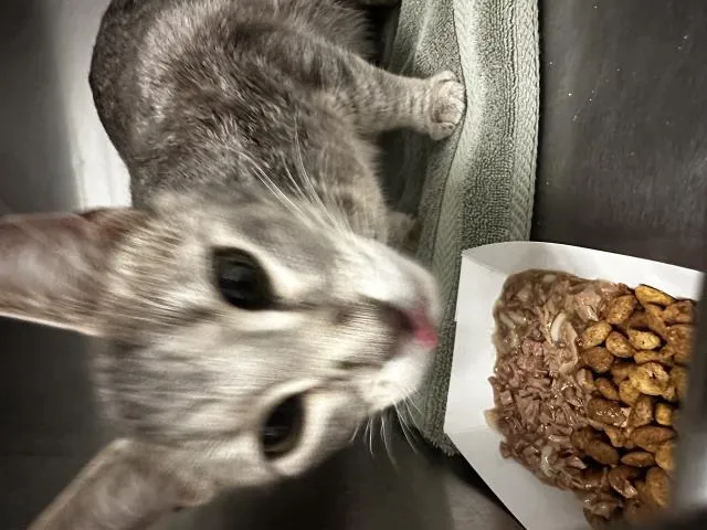 Almond Joy - Photo 1