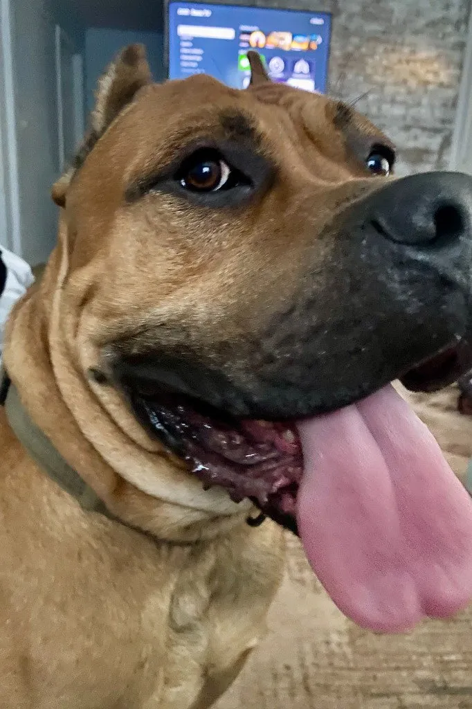 Cane Corso - Photo 1