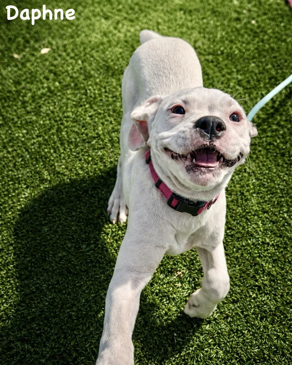 Daphne - Photo 1