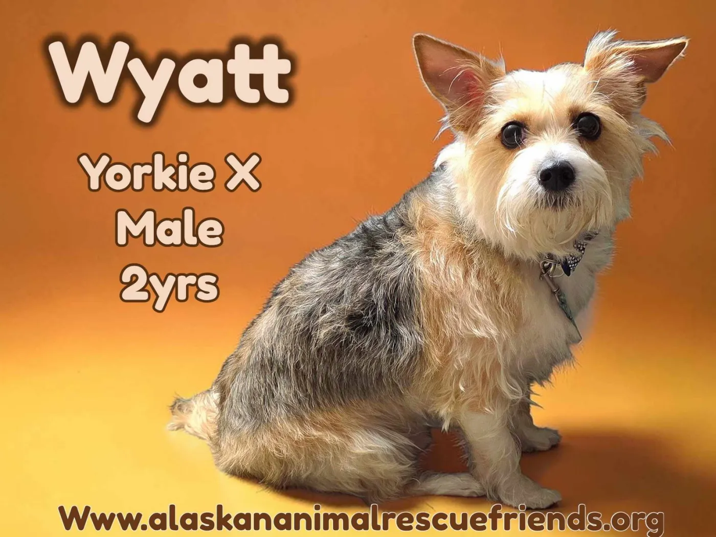 Wyatt - Photo 1