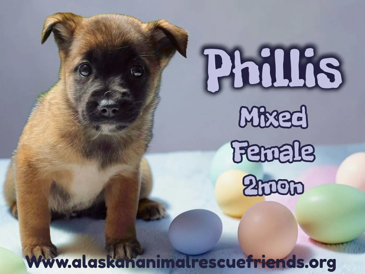 Phillis - Photo 1