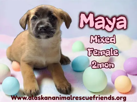 Maya