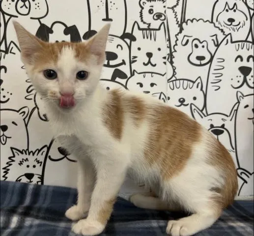 Orange Boy - Photo 1