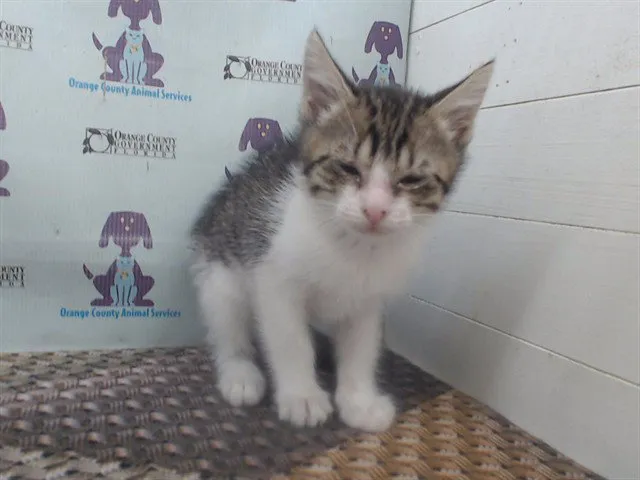 Crab Rangoon - Photo 1