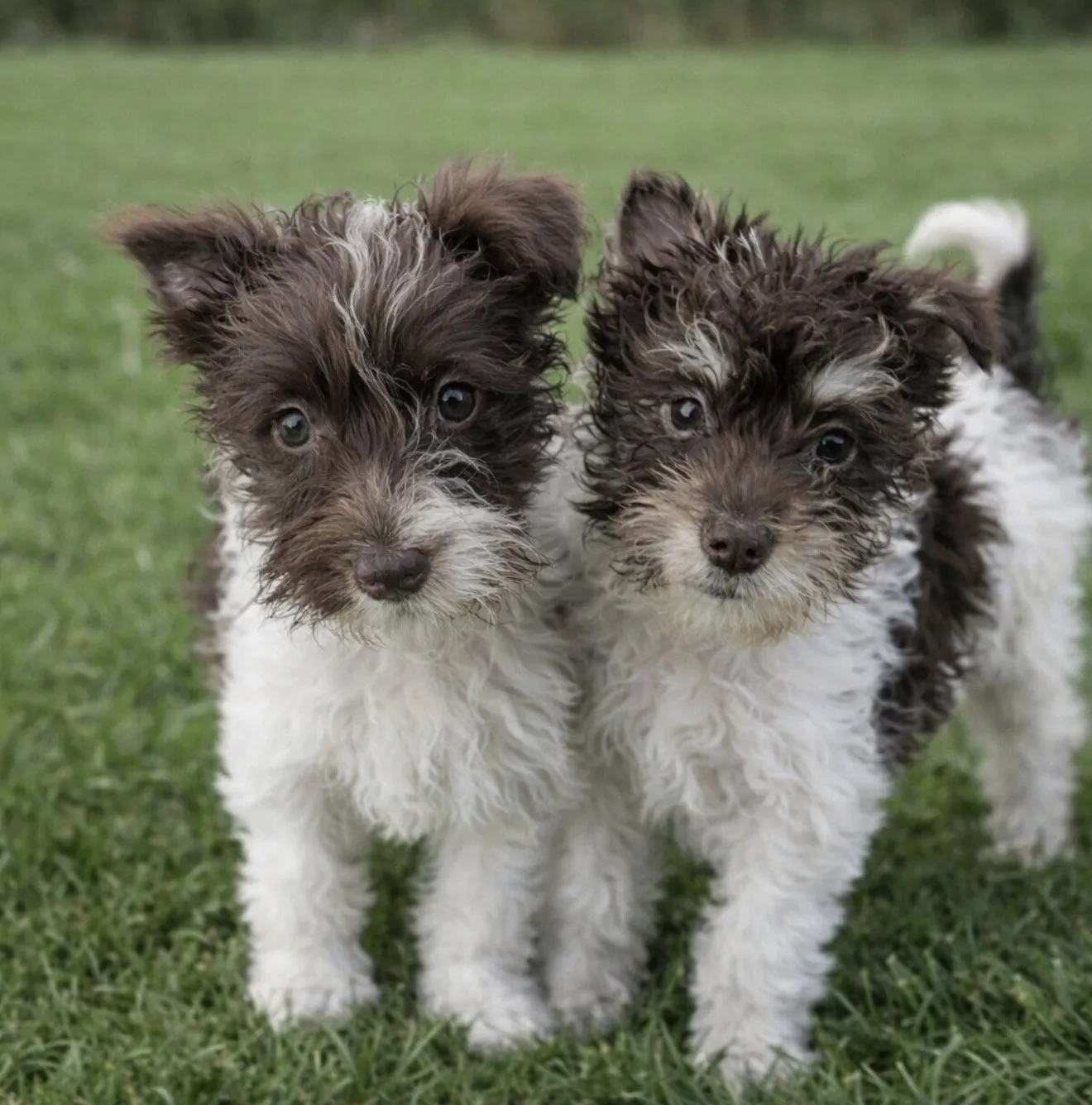 Schnoodle Puppy - Photo 1