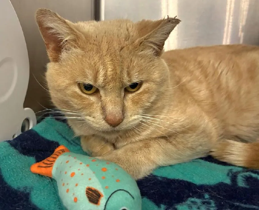 Captain Gingerbread - Photo 1