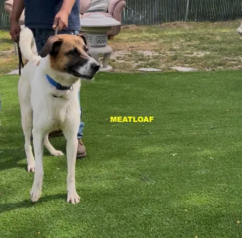 Meatloaf