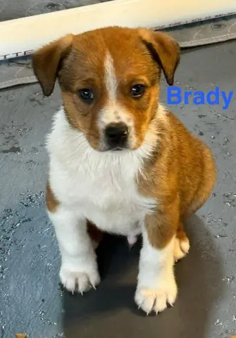 Brady