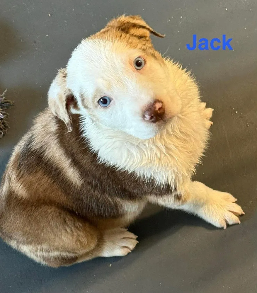Jack - Photo 1