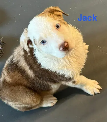 Jack
