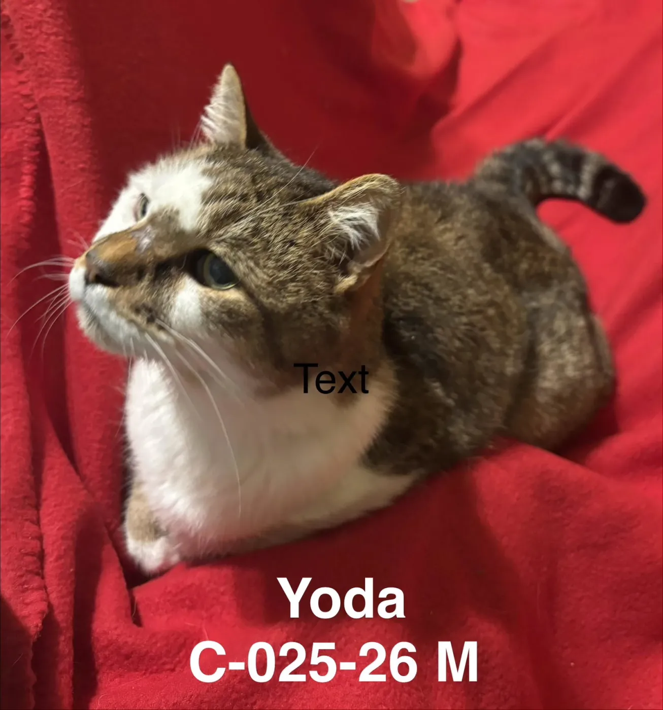 Yoda - Photo 1