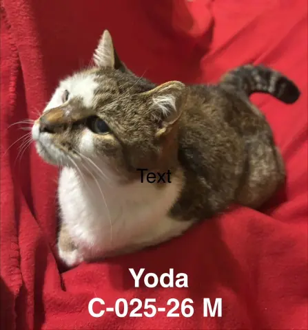 Yoda