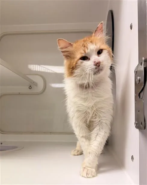 Butterscotch - Photo 1