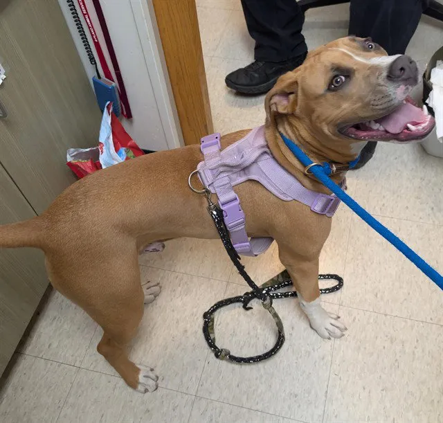 Charlie Brown - Photo 1