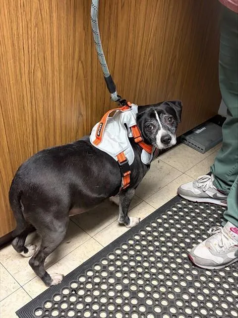 Papa Smurf - Photo 1