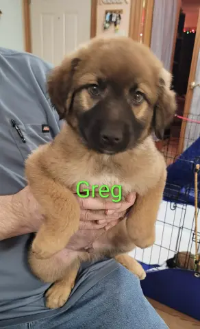 Greg