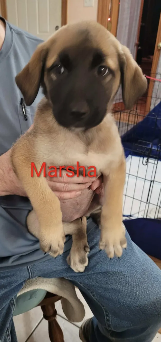 Marsha - Photo 1