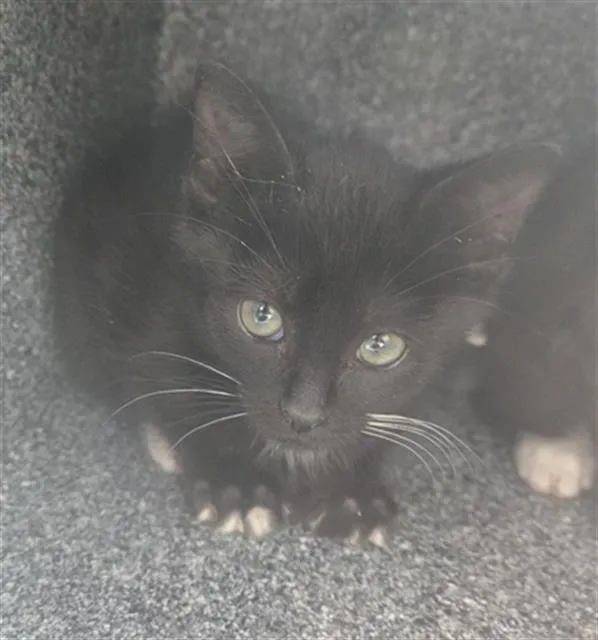 Whiskers - Photo 1