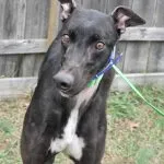 Barkatthemoon - Photo 1