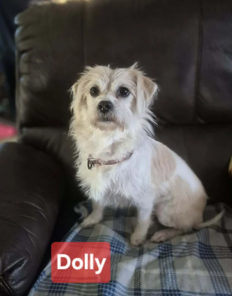 Dolly - Photo 1