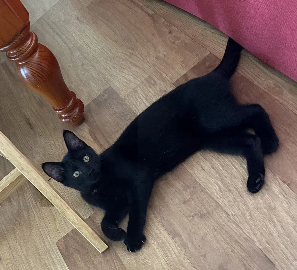 Green Olive - Photo 1