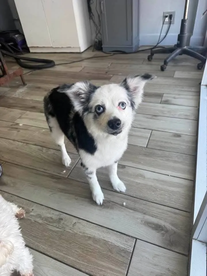 Frank Sinatra - Photo 1