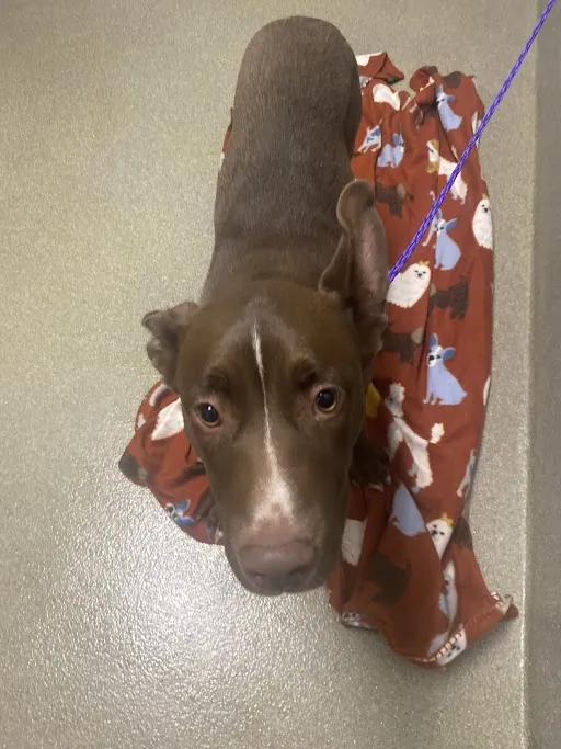 Sweetheart - Photo 1