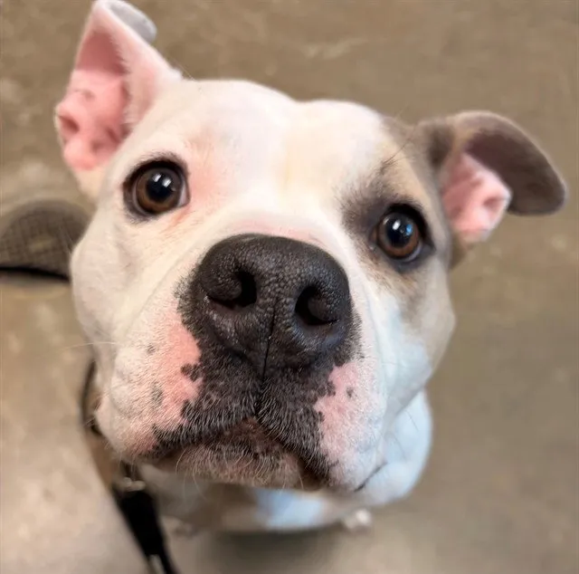 Cherry Blossom - Photo 1