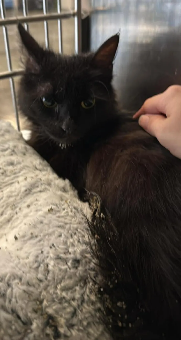 Blackberry - Photo 1