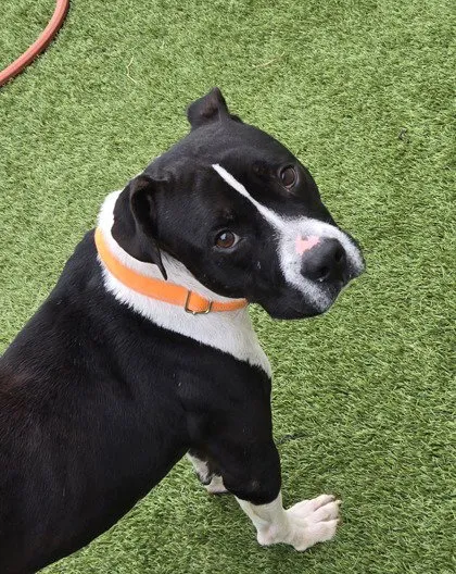 Waylon Jennings - Photo 1