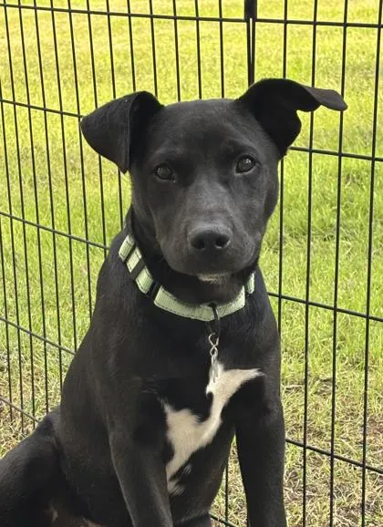 Willie Nelson - Photo 1