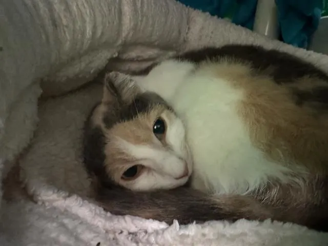 Wild Columbine - Photo 1