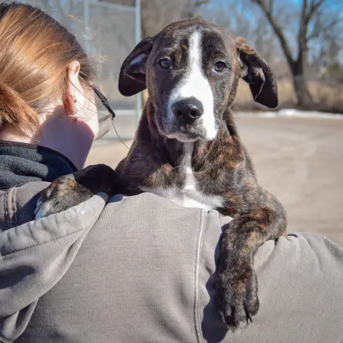 Carlisle thumbnail 4