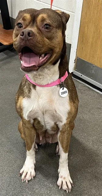 Glue Stick - Photo 1