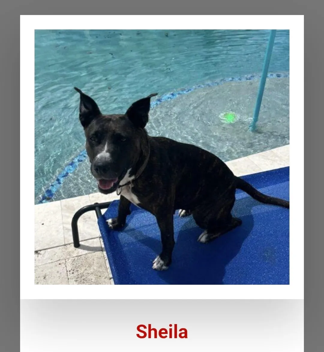 Sheila - Photo 1