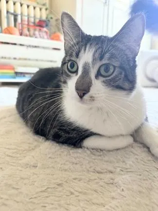 Little John - Photo 4